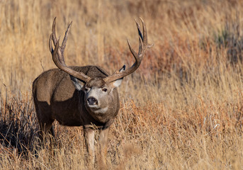 Naklejka na ściany i meble A Large Mule Deer Buck in a Field During Autumn