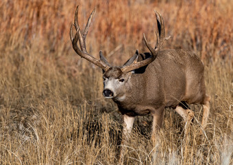 A Large Mule Deer Buck in a Field During Autumn