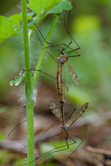Mating of the crane fly  in the vegetation