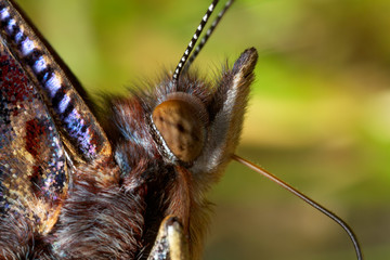 The red admiral butterfly head portrait