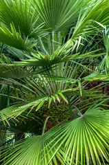 Fototapeta na wymiar Tropical background with palm tree green leaves