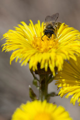 Close-up viewof the coltsfoot