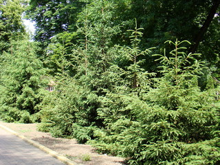 Juniper bush in the park. Green bush of juniper on a brick wall background.
