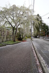 Sakura cherry blossom tree side street Japan 