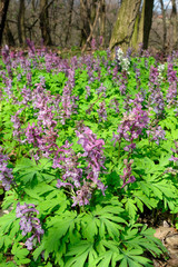 Obraz premium The flower of the Corydalis solida, the fumewort