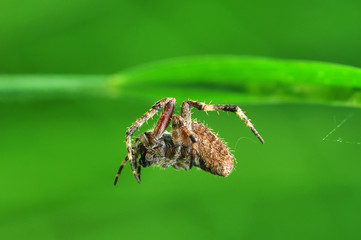 spider on a leaf
