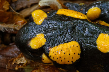 The detail of the fire salamander's head in the forest