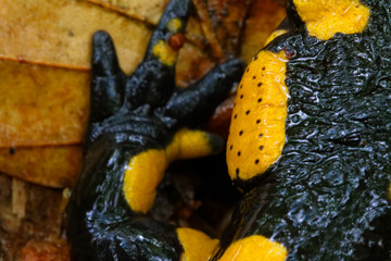 The detail of the fire salamander's head in the forest