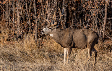 A Large Mule Deer Buck in a Field During Autumn