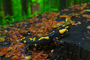 The fire salamander in the wet forest after the rain