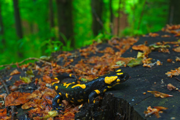 The fire salamander in the wet forest after the rain