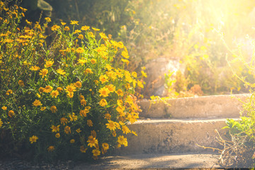 Huge yellow flowers bush near old stone steps in summer sunlight. Yellow tone cozy travel background. Horizontal