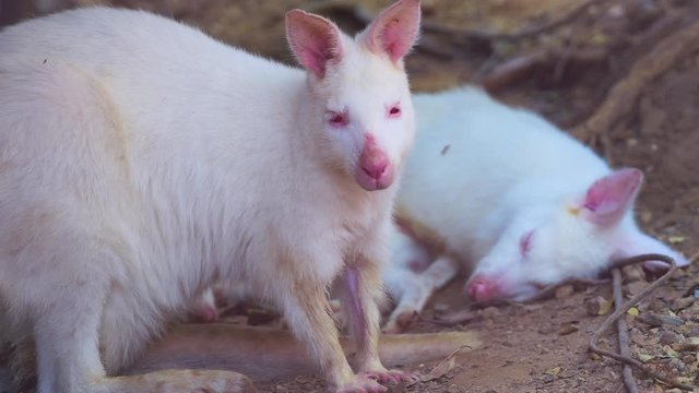 4K video of albino wallaby in Thai, Thailand.