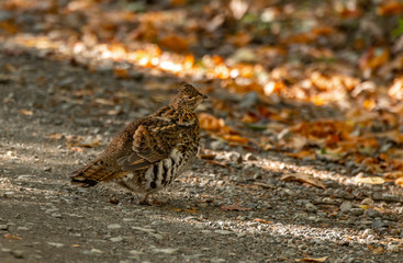 A Beautiful Spruce Grouse on the Forest Ground