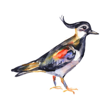 Watercolor hand painted lapwing bird for your creative space ,for books illustration or cards. Colorful image isolated on white background.