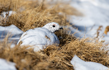 White-tailed Ptarmigan in Winter Plumage in a Snowy Alpine Meadow