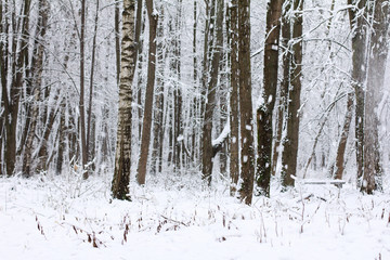 a lot of snow-capped trees and falling snow. winter landscape in the park