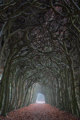 A tunnel of trees on an hazy day in autumn.