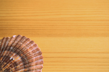 Sea shell on a wooden background close-up, top view. Retro style toned
