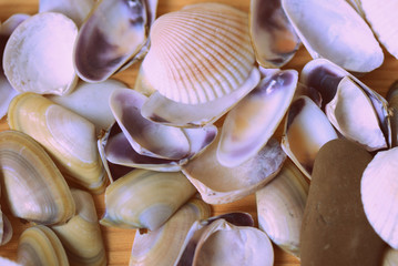 Sea shells on a wooden background close-up, top view. Retro style toned