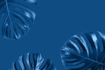 The tropical frame with monstera leaves in the blue classic blue color of the 2020 year. Concept of...