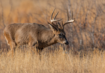 A Beautiful White-tailed Deer Buck on the Plains