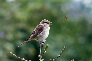 Shrike hunter on lily in garden