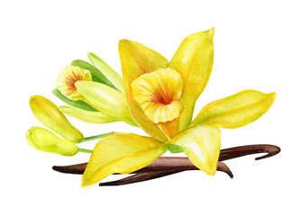 yellow orchid, vanilla flowers, buds, pods on an isolated white background, watercolor drawing