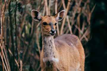 female of rare Menelik bushbuck, Tragelaphus scriptus meneliki, in Simien mountains, Ethiopia, Africa wilderness