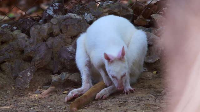 4K video of albino wallaby in Thai, Thailand.