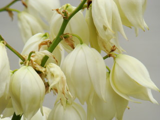 Yucca, white yucca flowers. Photo of large white yucca flowers.