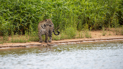 Ein am Flussufer stehendes Jaguar Weibchen schaut neugierig zur anderen Seite