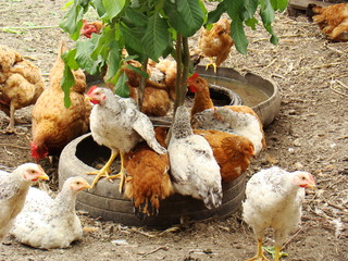 Chickens drink water from the trough. Many chickens in the coop drink water.