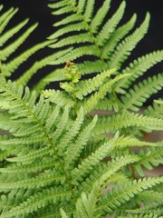 Fototapeta na wymiar Fern, fern leaves. Photo of a green fern bush.