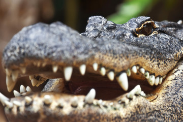 Aggressive look of the American Alligator
