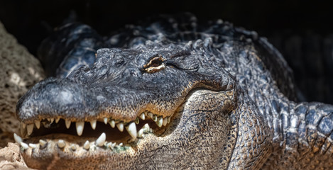 American alligator advancing slowly