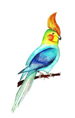Parrot, colored pencils
