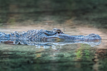 American alligator swimming in the river