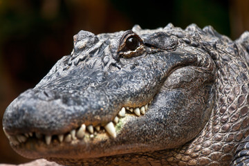 Funny look of a young American alligator