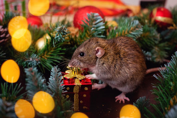 Rat near the Christmas tree with lights