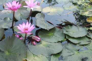 Pink water lily blooming on pond.