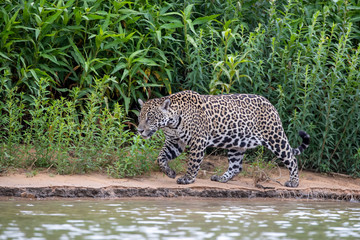 Fototapeta na wymiar Jaguar Weibchen in der Seitenansicht am Flussufer