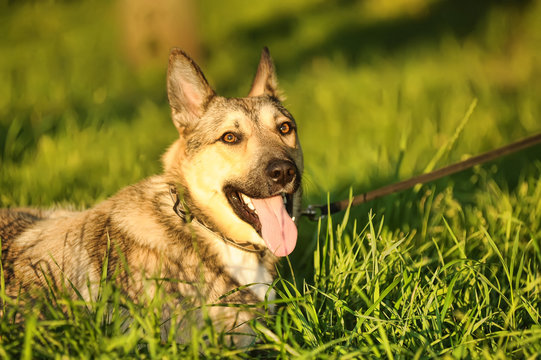 beautiful gray dog on green grass, a husky cross