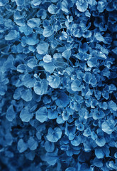 Trend color 2020 classic blue, top view. Abstract structural leaves