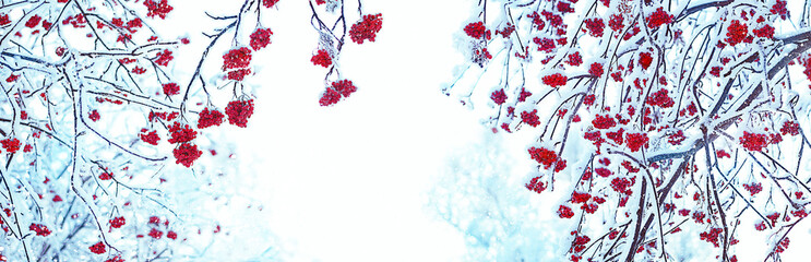 Frozen Rowan trees in snow. beautiful winter landscape with snowy bunches of Red rowan berries. winter scene, natural abstract background. winter festive season. cold weather.. banner. copy space - obrazy, fototapety, plakaty