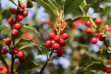 Symbol of Christmas in Europe. Closeup of holly beautiful red berries and sharp leaves on a tree in cold winter weather..Nature concept.