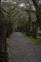 Cherry blossom trees along path