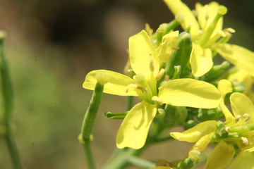 Close up Macro photo of the yellow colored mustard flowers.