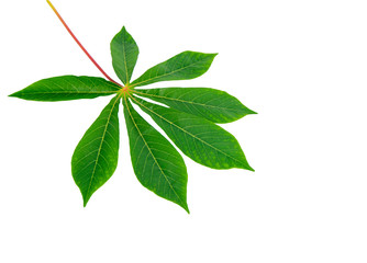 Fresh green leaves on a white background.