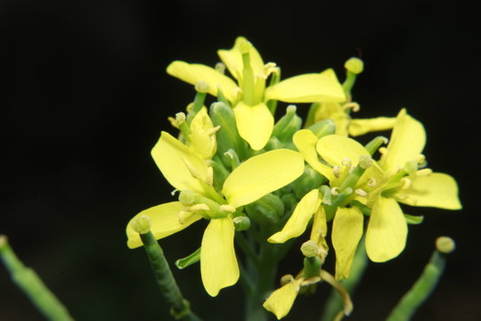 Close up Macro photo of the yellow colored mustard flowers.